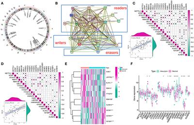 m6A regulator–mediated RNA methylation modification patterns and immune microenvironment infiltration characterization in patients with intracranial aneurysms